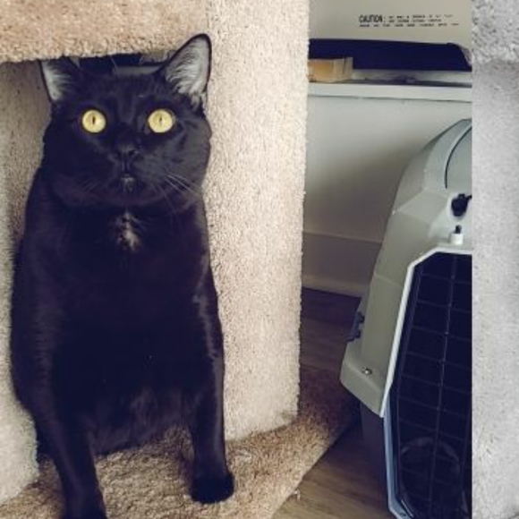 Meet your Posher, Hayley - Picture 4 of 8